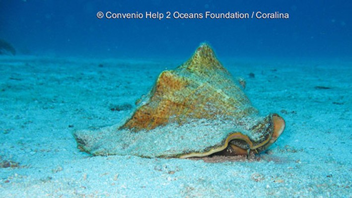 Gastropods (21)